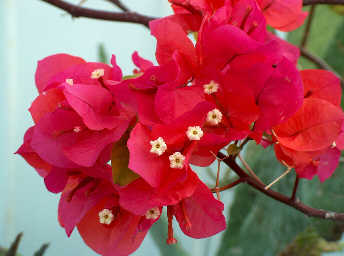 BougainvilleaBIG2.jpg (14292 bytes)