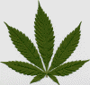 CannabisScan.gif (2956 bytes)