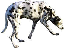 Dalmatian dog2.jpg (31692 bytes)