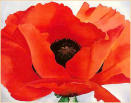 Poppy2.jpg (5051 bytes)