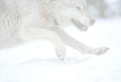 WolfRunningInSnow5.jpg (12755 bytes)