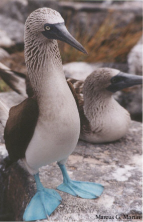 blue_footed_booby_standSMALL.jpg (48425 bytes)