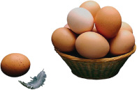 eggs in basket with feathersmall.jpg (10559 bytes)