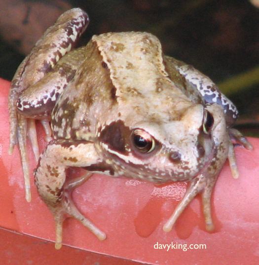 frog3.jpg (61513 bytes)