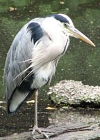 tn_heron.jpg (9523 bytes)