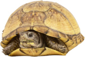 turtle.jpg (20872 bytes)