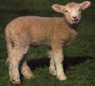lamb5.jpg (50443 bytes)