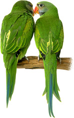parrotsSmall.jpg (20069 bytes)